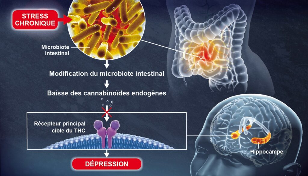 La modification du microbiote intestinal due à une baisse des cannabinoïdes endogènes, peut induire une dépression.