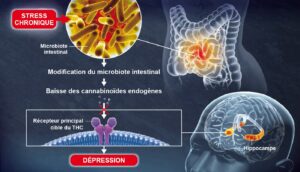 La modification du microbiote intestinal due à une baisse des cannabinoïdes endogènes, peut induire une dépression.