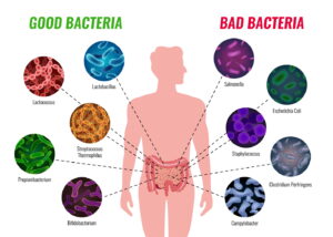 Représentation symbolique imagée des différentes bactéries contenues dans notre intestin, avec à gauche les bonnes et à droite les mauvaises pour le microbiote intestinal.